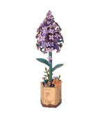 RoboTime 3D Dřevěná skládačka Šeřík